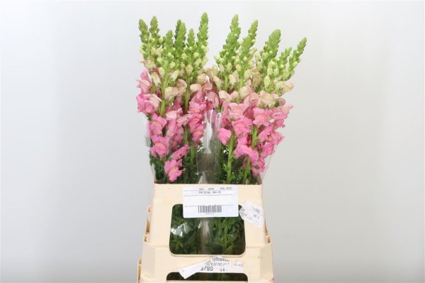 Antirrhinum pink