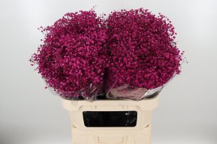 Gyps Dyed Xlence Cerise