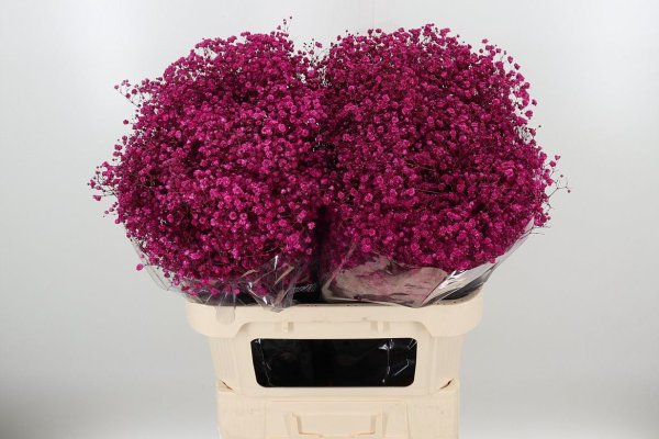Gyps Dyed Xlence Cerise