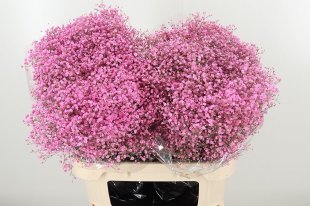 Gyps Dyed Million Pink Lady