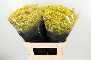 Gypsophila Yellow