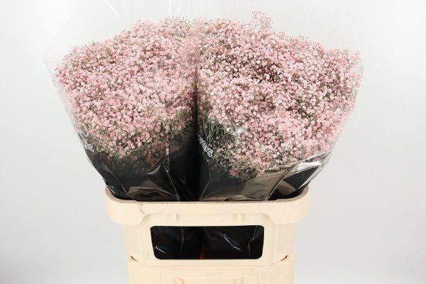 Gyps Dyed Million Pale Pink