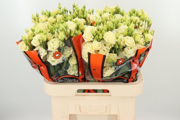 Lisianthus Lisianthus