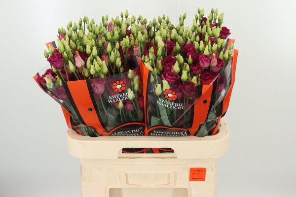 Eustoma (Lisianthus) - red