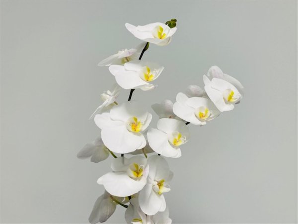 Phalaenopsis orchid