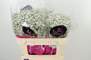 The Autumnal Wedding Flowers Pack