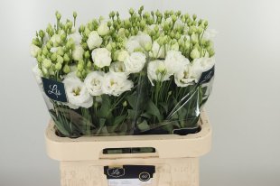 The White Wedding Flowers Pack