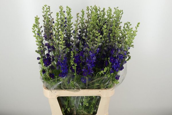 Delph (rids) Dark Blue X 10