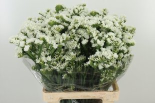 Statice Limonium White