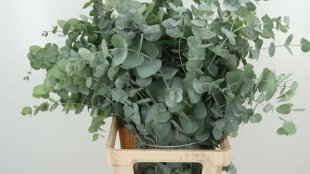 Greenery - Eucalyptus Cynerea