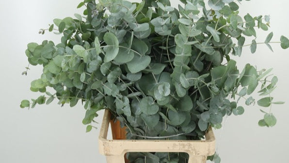 Eucalyptus Eucalyptus