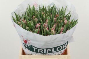 Tulip x 50 Tulp Du Flash Point