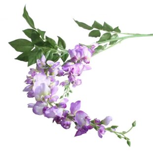 Garden Wisteria Lilac