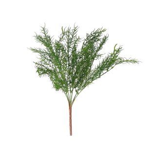 Asparagus Fern
