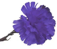 Single Carnation Royal Blue x12