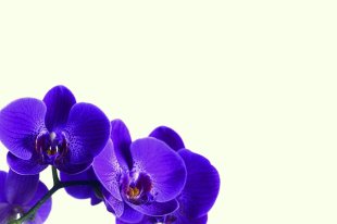 Orchid Purple