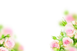 Mini Pale Pink Rose Classic Plain Card