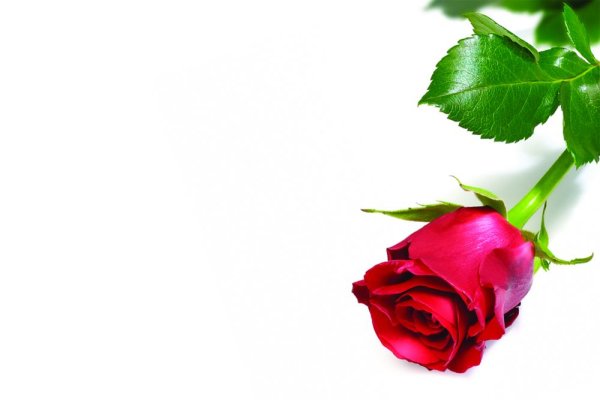 Single - Red Rosebud - Packs of 50