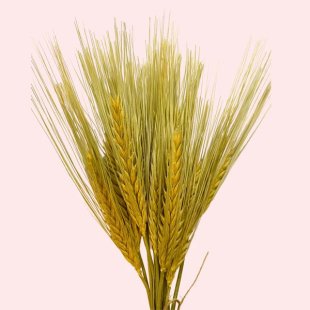 Dried Barley 50cm