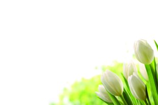 Ivory Tulips Classic Plain Card