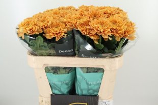 Orange chrysant