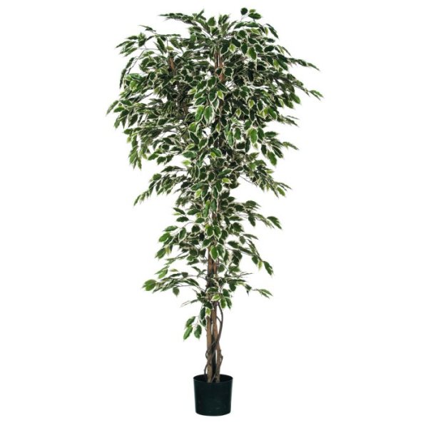 MICA DECORATIONS FICUS ARTIFICIAL PLANT - H200x85 CM - GREEN VARIEGATED