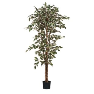 MICA DECORATIONS FICUS ARTIFICIAL PLANT - H170 X √ò80 CM - GREEN VARIEGATED