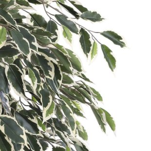 MICA DECORATIONS FICUS ARTIFICIAL PLANT - H170 X √ò80 CM - GREEN VARIEGATED
