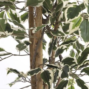 MICA DECORATIONS FICUS ARTIFICIAL PLANT - H170 X √ò80 CM - GREEN VARIEGATED