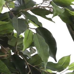 MICA DECORATIONS FICUS ARTIFICIAL PLANT - H170 X √ò80 CM - GREEN