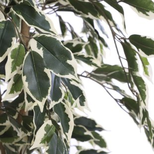 MICA DECORATIONS FICUS ARTIFICIAL PLANT - H110 X √ò70 CM - GREEN VARIEGATED