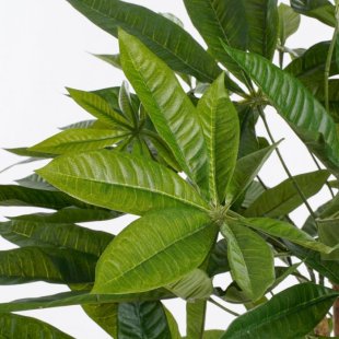 MICA DECORATIONS PACHIRA ARTIFICIAL PLANT - H80 X √ò60 CM - GREEN