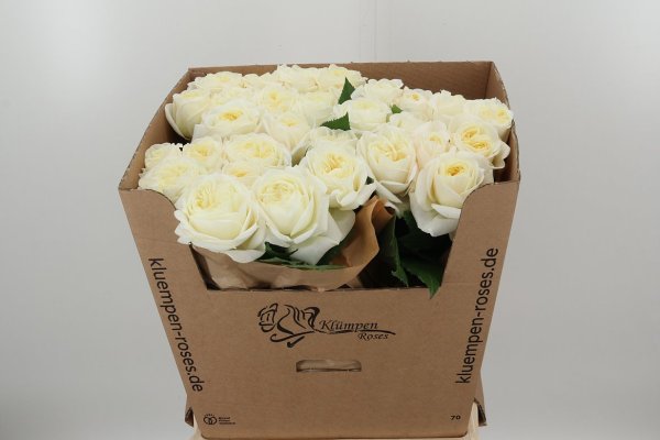 Garden rose White large head