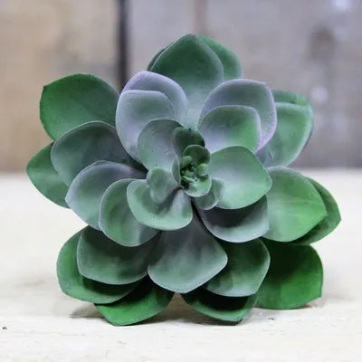 Succulent Pick (11cm)