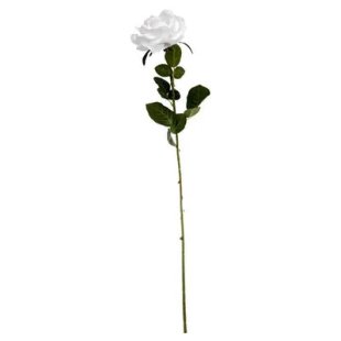 Arundel Open Rose White (76cm x 13cm)