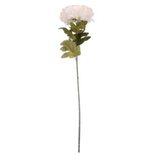Chrysanthemum Cream (75cm x 20cm)
