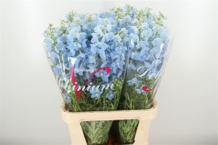Delphinium light blue 10 stems