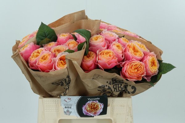 Rose Vuvuzela 20 stems