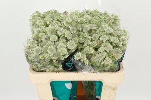 Astrantia white 50 stems