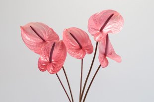 Anthurium light pink 10 stems