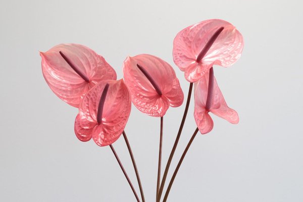 Anthurium light pink 10 stems
