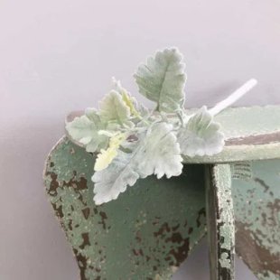 Short Stem Dusty Miller Green (13 inch)