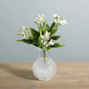 White Jasmine Bush