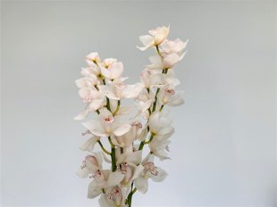 Cerise Orchid