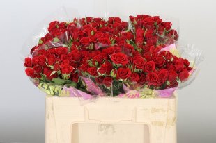 Red Mirabel spray rose
