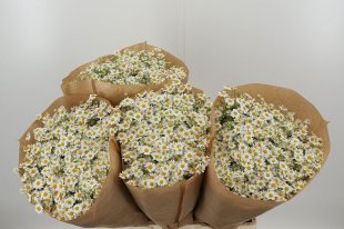 Matricaria Tanacetum