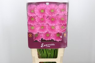 Double Pink Gerbra