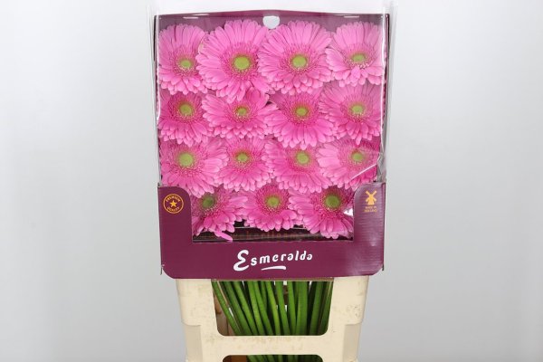 Double Pink Gerbra