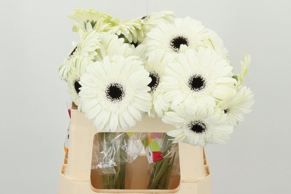Double white Gerbra