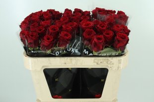 Naomi red 10 stems